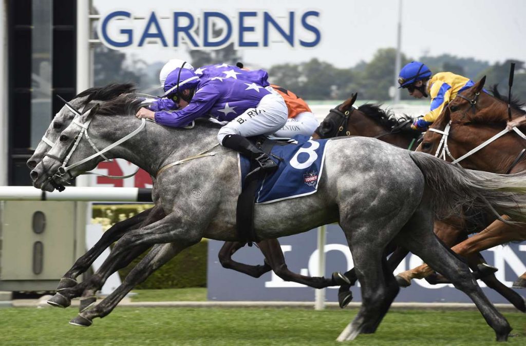 Almost a mirror image as our STAR greys run the quinella at Rosehill Gardens on Saturday