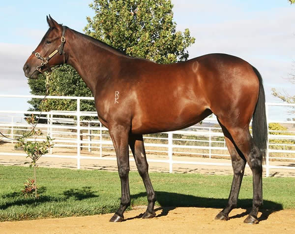 Wootton Bassett (GB) x Jip Jip Rock, colt - Star Collection