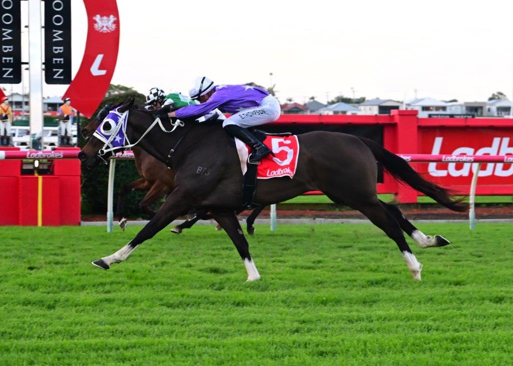 NOBLE CONQUEROR celebrates his birthday with a first up win